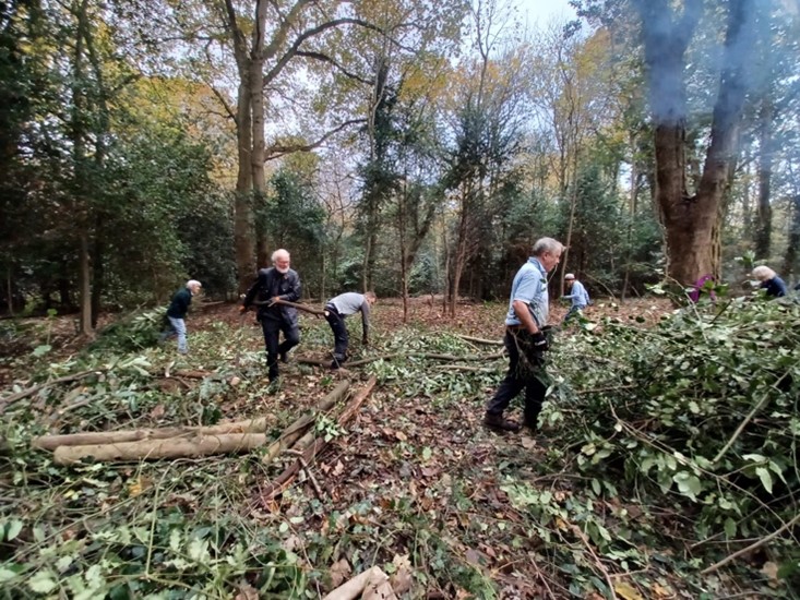 Conservation volunteers clearing invasive shrubs on Littleworth common