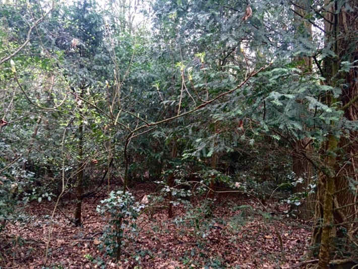 Dense understory in Littleworth common wooded area